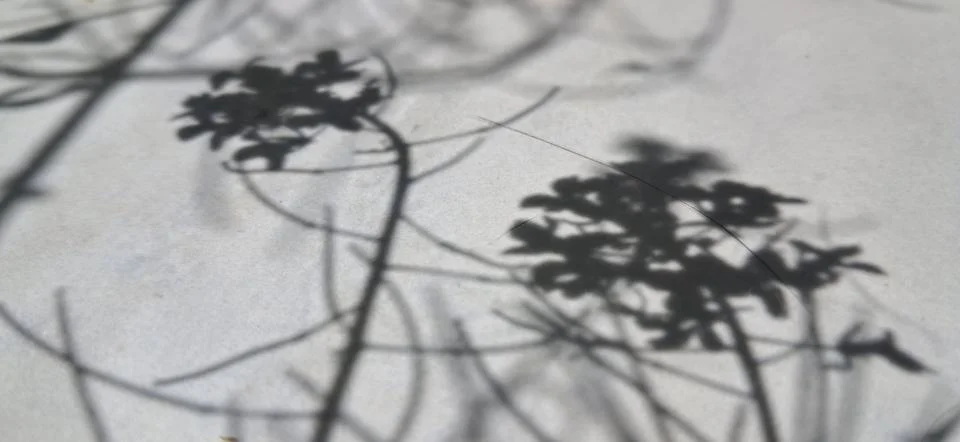 Flower shadow on light surface Stock Photos