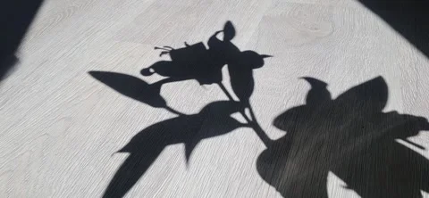 Flower Shadow on Wooden Surface 動画素材 339724285