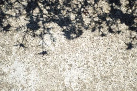 Flower shadows on a concrete background Stock Photos