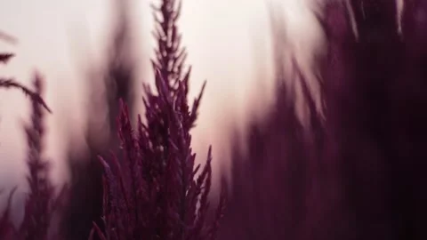 Flower shadows during sunset Stock Footage 171763120