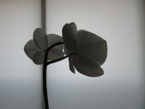 Flower in Shadows Stock Photos