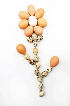 Flower shape of chicken eggs on light background. Stock Photos