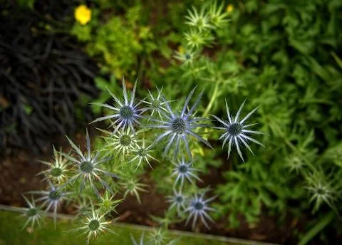 Flower shaped like a star Stock Photos