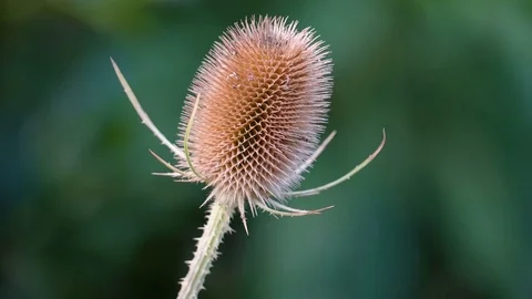 A flower with sharp edges from a plant Stock Footage 75020765
