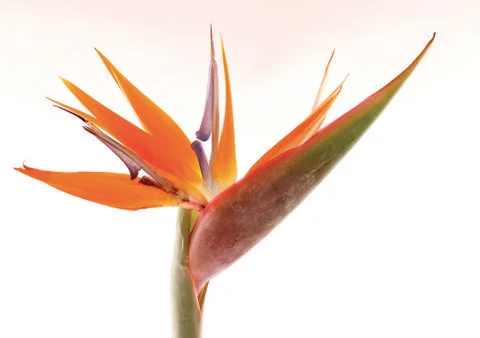 Flower sheets Stock Photos