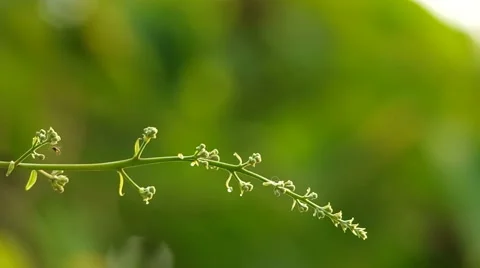 Flower shoot of tree with little stingless bee Stock Footage 48349339