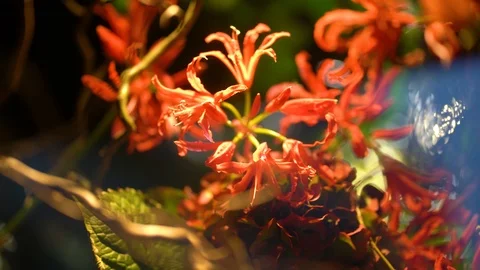 Flower in shop 2 Stock Footage 122942233