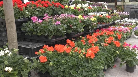 Flower shop. Bouquets and flowerpots. Stock Footage