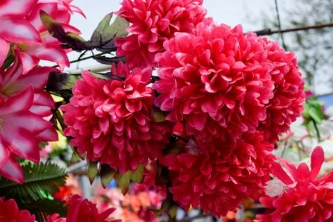 Flower shop counter. Lots of different colors. Stock Photos