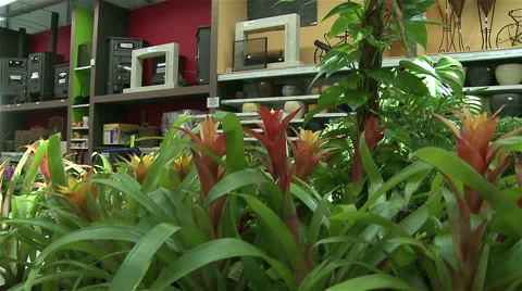 Flower shop Video stock 62469838