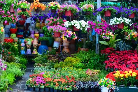 Flower shop Stock Photos