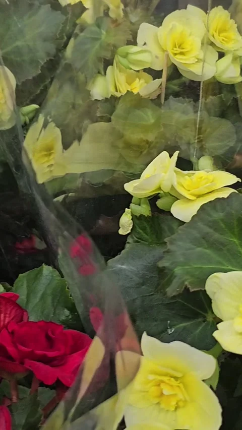 Flower shop seedlings roses of different types in flower pots, for sale in Stock Footage 305992195
