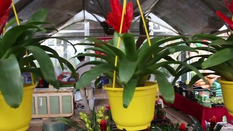 Flower shop on the street Stock Footage 72976559