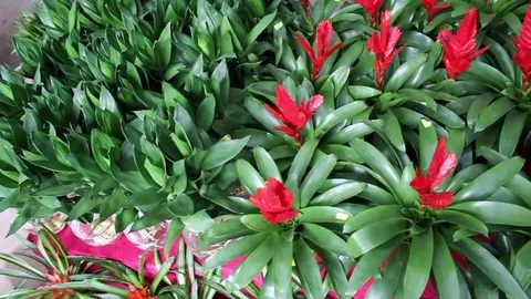 Flower shop on the street Stock Footage 72976853