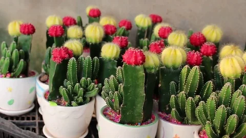 Flower shop on the street Stock Footage 72977101