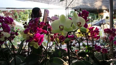 Flower shop on the street Stock Footage 72977124