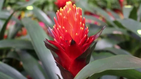 Flower shop on the street Stock Footage 72979349