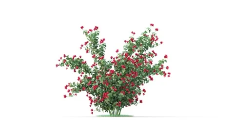 Flower shrubs on a white background Stockbeeldmateriaal 218353377