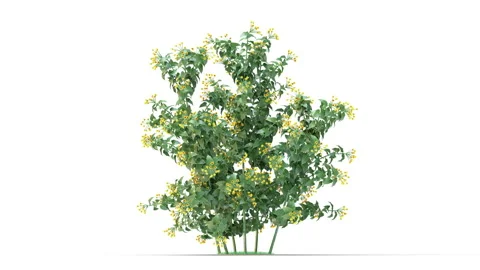 Flower shrubs on a white background Stock Footage 219298923