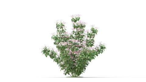 Flower shrubs on a white background Stockbeeldmateriaal 219456475