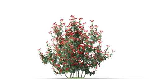 Flower shrubs on a white background Stock Footage 220047799