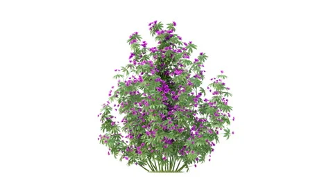 Flower shrubs on a white background Stock Footage 220597730