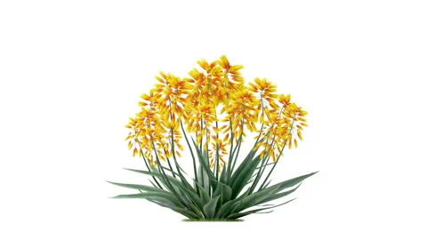 Flower shrubs on a white background Stock Footage 220699469