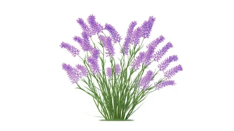 Flower shrubs on a white background Vidéo 220699793