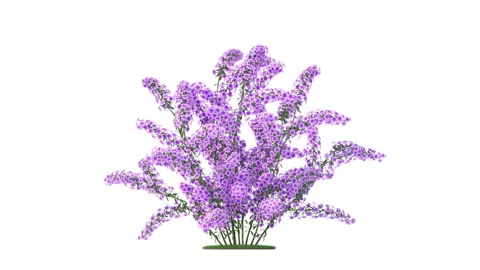 Flower shrubs on a white background Stock Footage 220842604