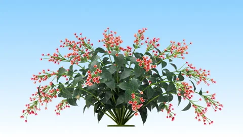 Flower shrubs on a white background Stock Footage 221026323