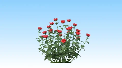 Flower shrubs on a white background Vidéo 221157291