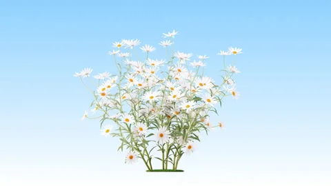 Flower shrubs on a white background Stockbeeldmateriaal 221215009