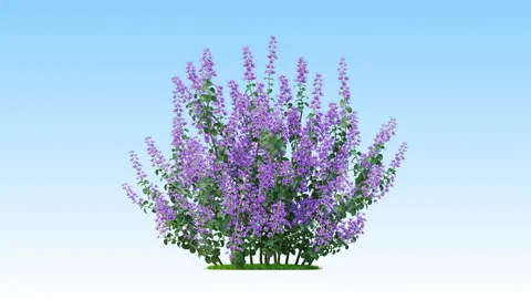 Flower shrubs on a white background Stock Footage 221461661