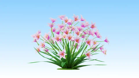 Flower shrubs on a white background Stockbeeldmateriaal 221555774