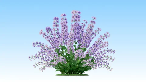 Flower shrubs on a white background Stock Footage 221887735