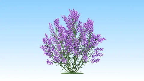 Flower shrubs on a white background Stockbeeldmateriaal 222043698