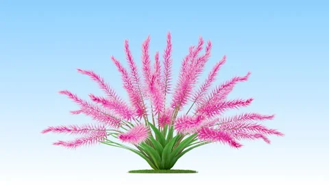 Flower shrubs on a white background Vidéo 222044547