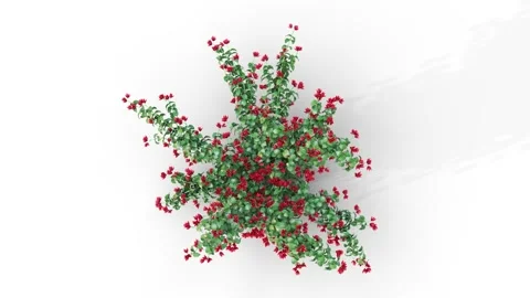 Flower shrubs on a white background. Top View Vidéo 218353375
