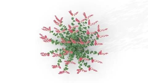 Flower shrubs on a white background. Top View Stock Footage 218558196