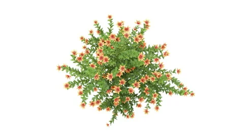 Flower shrubs on a white background. Top View Stock Footage 220248596