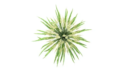 Flower shrubs on a white background. Top View Vidéo 220398721