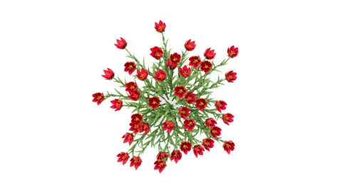 Flower shrubs on a white background. Top View Vidéo 220398938