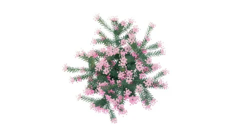 Flower shrubs on a white background. Top View Stock Footage 220549470