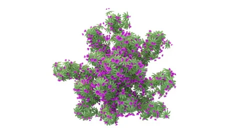 Flower shrubs on a white background. Top View Stockbeeldmateriaal 220597716