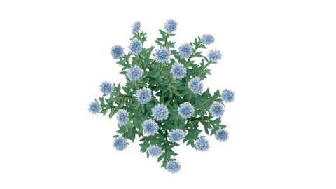Flower shrubs on a white background. Top View Stock Footage 220699284