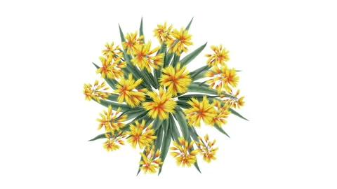 Flower shrubs on a white background. Top View Stockbeeldmateriaal 220699435