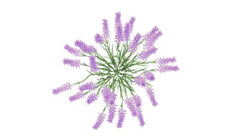 Flower shrubs on a white background. Top View Stock Footage 220699784