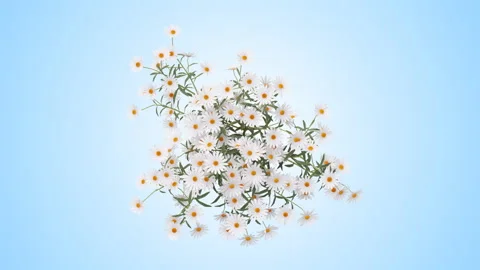 Flower shrubs on a white background. Top View Stockbeeldmateriaal 221214945