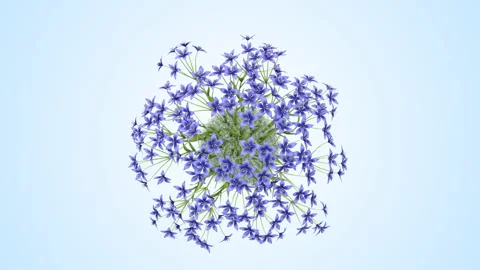 Flower shrubs on a white background. Top View Stockbeeldmateriaal 221397281