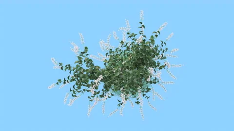 Flower shrubs on a white background. Top View Stockbeeldmateriaal 221397519